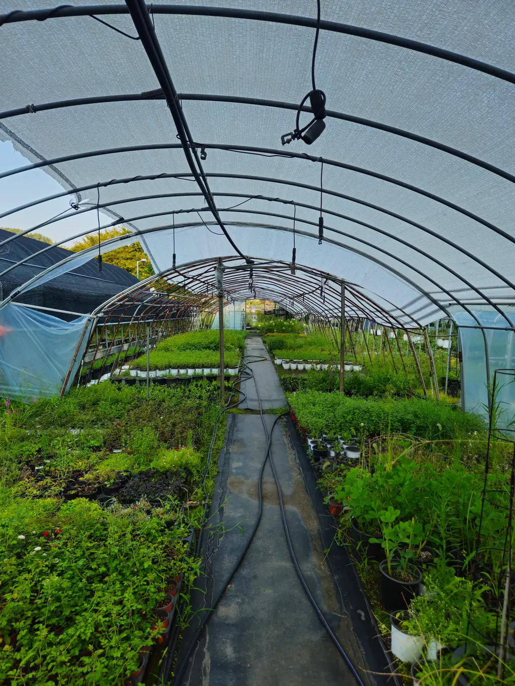 Inside a nursery greenhouse