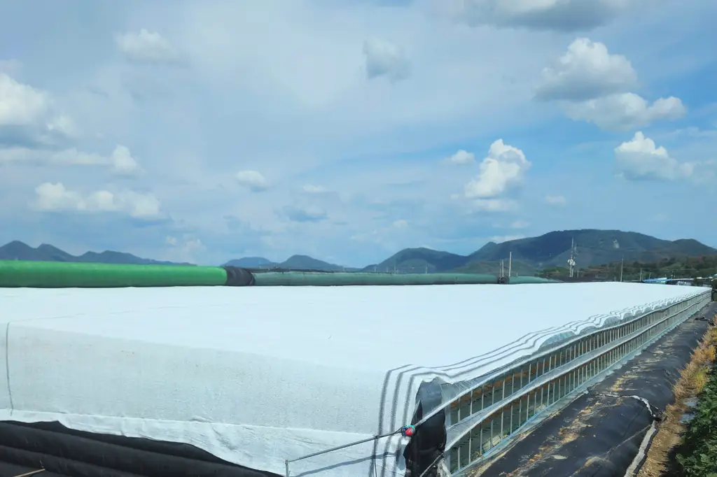Greenhouse roof covered with white net carrying three grey lines