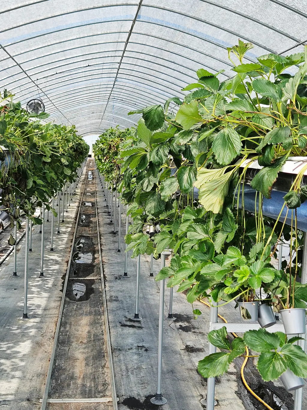 Inside a hanging-gutter strawberry greenhouse