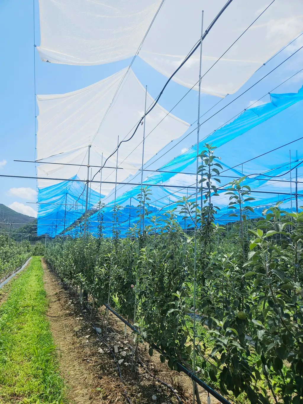 Apple orchard with blue netting