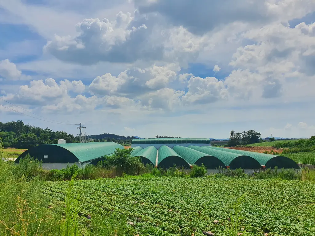Greenhouse complex covered with 4197 shade net