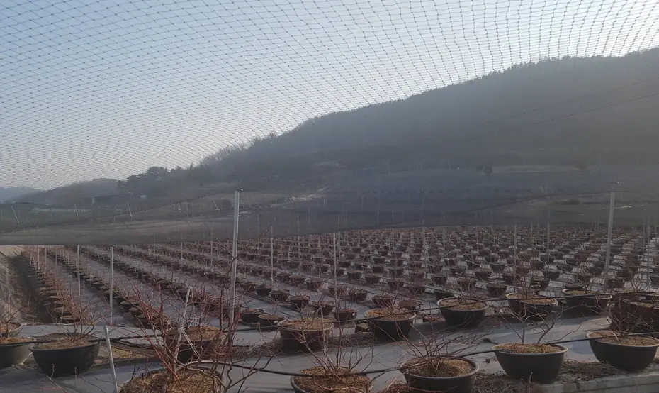 과수원 전체를 덮은 방조망