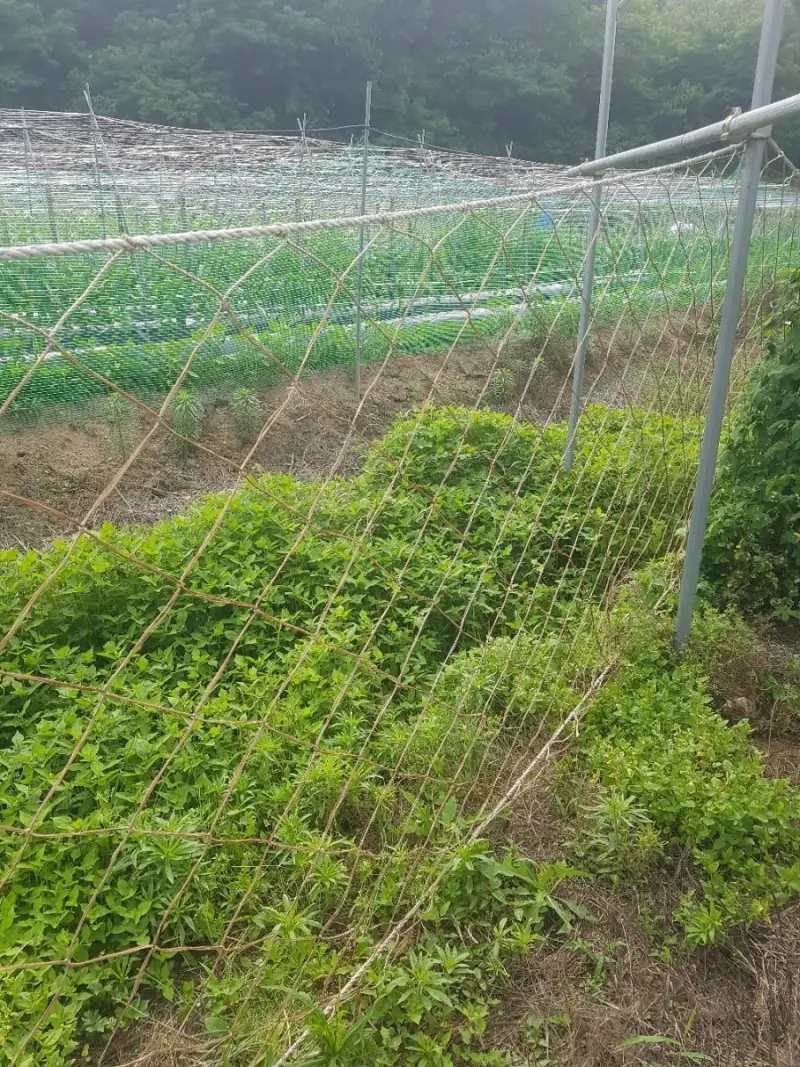 밭에 설치한 해태망(노루망)